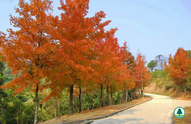 大棠紅葉 一片紅葉寄相思