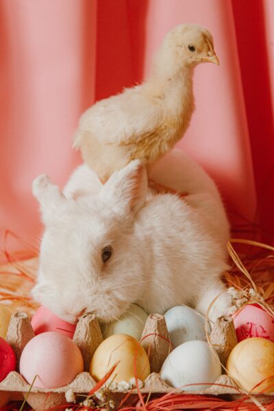 復活節冷知識-復活節和兔子的關係