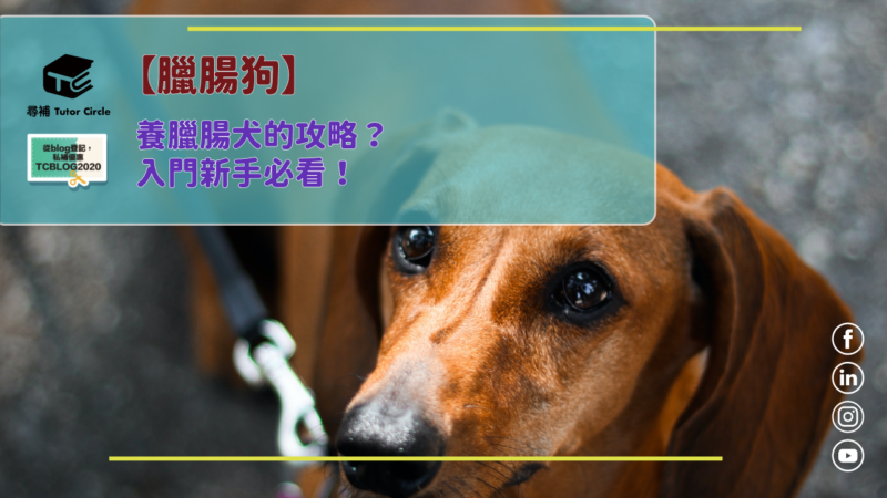 Read more about the article 【臘腸狗】養臘腸犬的攻略？入門新手必看！